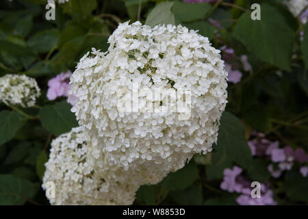 Hortensia blanc Annabelle Banque D'Images