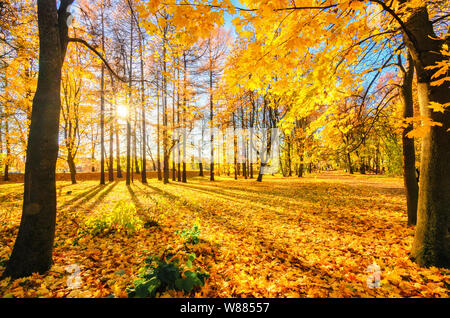 Feuillage doré à l'automne l'Île Elagin park. Le soleil se cache dans les arbres. Les rayons de soleil tombent sur le feuillage de l'érable d'or jaune Banque D'Images