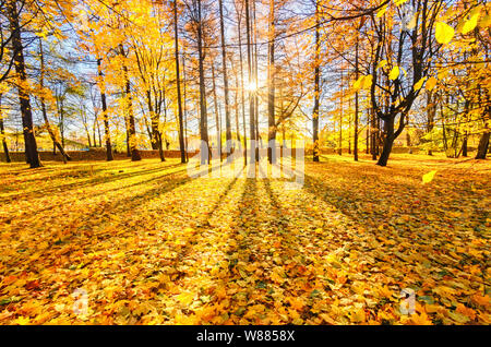 Feuillage doré à l'automne l'Île Elagin park. Le soleil se cache dans les arbres. Les rayons de soleil tombent sur le feuillage de l'érable d'or jaune Banque D'Images