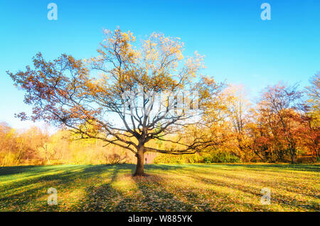 Grand arbre à feuillage doré au milieu de la prairie dans le parc de l'Île Elagin automne. Le soleil se cache dans l'arbre. Les rayons de soleil tombent sur le Banque D'Images