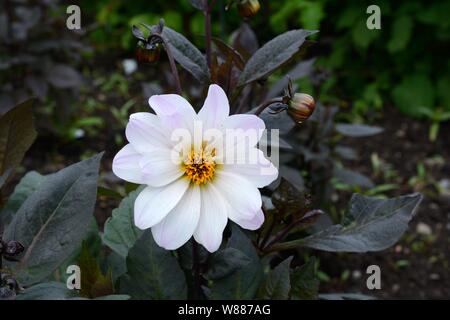 Dahlia fleurs blanches de Douvres évêque teinté de lilas avec son feuillage foncé Banque D'Images