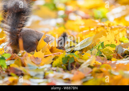 Queue d'écureuil qui sort de nombreux agents jaune feuilles d'érable à l'automne parc. Écureuil moelleux cherche de la nourriture sous les feuilles tombées dans le Banque D'Images