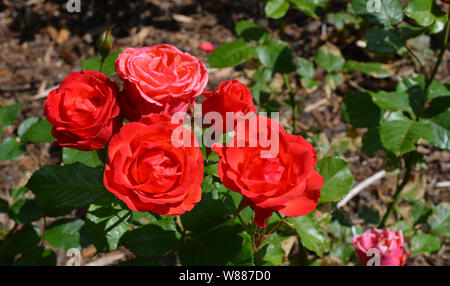 L'été en Nouvelle-Écosse : Libre de roses rouges Banque D'Images