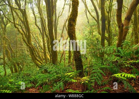 Arbres couverts de mousse dans la forêt laurifère, Forêt, Montagnes d'Anaga Mercedes, Canaries, Tenerife, Espagne Banque D'Images