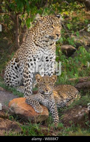 Leopard (Panthera pardus) mère animal avec cub dans les buissons, Masai Mara National Reserve, Kenya Banque D'Images