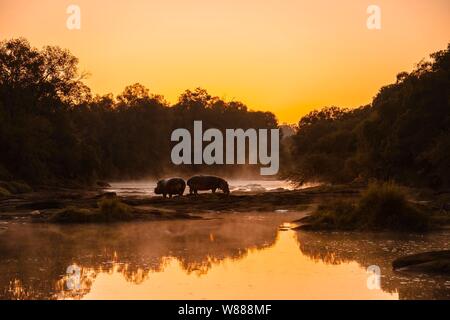 Deux hippos (Hippopotamus amphibius) debout sur le bord de la rivière Olare Orok, Maasai Mara National Reserve, Kenya Banque D'Images