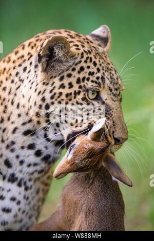 Leopard (Panthera pardus) capturé avec Kirk's dik-dik (Madoqua kirkii), animal portrait, Masai Mara National Reserve, Kenya Banque D'Images