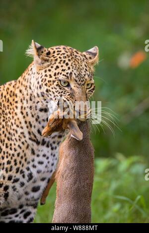 Leopard (Panthera pardus) capturé avec Kirk's dik-dik (Madoqua kirkii), animal portrait, Masai Mara National Reserve, Kenya Banque D'Images