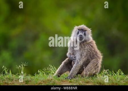 Des babouins Olive (Papio anubis) assis dans l'herbe, Masai Mara National Reserve, Kenya Banque D'Images