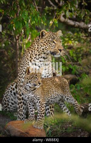 Leopard (Panthera pardus) mère animal avec cub dans les buissons, Masai Mara National Reserve, Kenya Banque D'Images