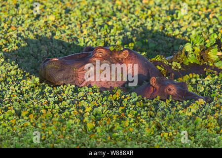 Hippopotame (Hippopotamus amphibius), avec de jeunes adultes dans un étang recouvert d'eau, laitue, Masai Mara National Reserve, Kenya Banque D'Images