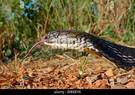 Cobra royal (Ophiophagus hannah), portrait, animal qui sort sa langue, Thaïlande Banque D'Images