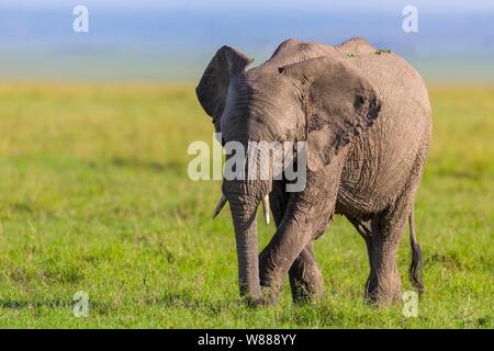 L'éléphant africain (Loxodonta africana), les jeunes de l'alimentation des animaux dans les savanes, Masai Mara National Reserve, Kenya Banque D'Images
