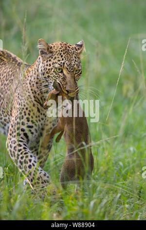 Leopard (Panthera pardus) capturé avec Kirk's dik-dik (Madoqua kirkii), Masai Mara National Reserve, Kenya Banque D'Images