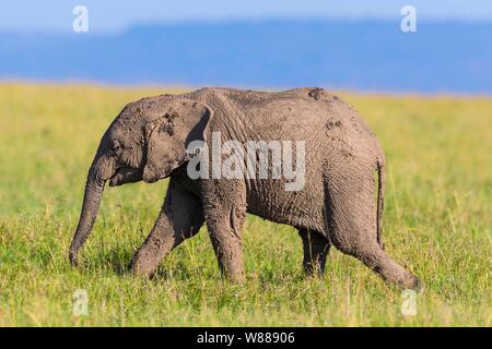 Young African elephant (Loxodonta africana), elephant calf couvert de boue, la marche dans la savane, Masai Mara National Reserve, Kenya Banque D'Images