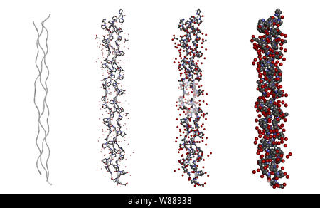 La structure de l'hydratation d'une triple hélice molécule peptidique de collagène dans différents modèles sur fond blanc. Le rendu 3D Banque D'Images