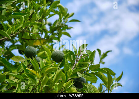 Les oranges vertes sur l'arbre d'agrumes aux beaux jours Banque D'Images