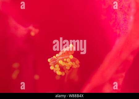 Plan Macro sur le pollen dans le centre d'une fleur 4 heures fleur mirabillis Banque D'Images