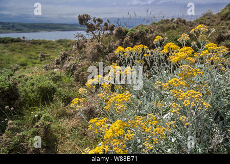 Silver ragwort / Dusty Miller / séneçon cinéraire / argent (séneçon Senecio jacobaea maritima / cineraria) en fleurs le long de la côte de la mer du Nord Banque D'Images