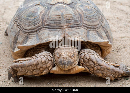 Tortue sillonnée tortue (Centrochelys sulcata / / sulcata Geochelone sulcata) indigène au Sahara et au Sahel en Afrique Banque D'Images