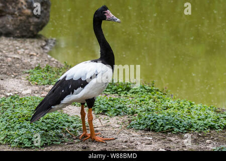 (Anseranas semipalmata goose Magpie) originaire du nord de l'Australie et du sud de la Nouvelle-Guinée Banque D'Images