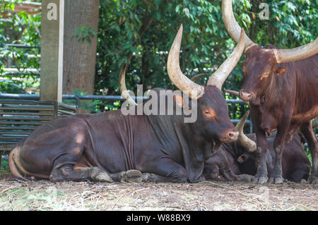 L'Ankole Watusi Banque D'Images