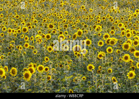 Tournesols sur le Plateau de Valensole en Provence, France. Banque D'Images