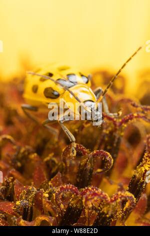 Photo macro d'une Chrysomèle du concombre Diabrotica undecimpunctata sur un tournesol Banque D'Images