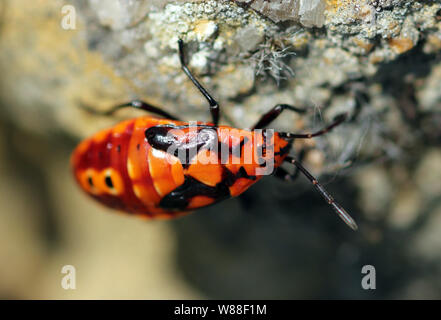 Black-et-rouge-bug-nymphe bourgogne france Banque D'Images