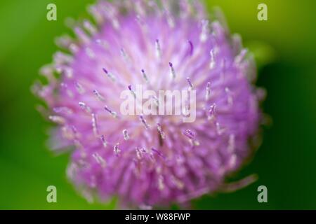 Extreme close up de fleur pourpre Banque D'Images