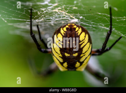 Elkton, Oregon, USA. 8e août 2019. Un jardin araignée jaune qui est dans son site web dans un bosquet le long d'une route près de Elkton dans l'ouest de l'Oregon. Les espèces d'araignées Argiope aurantia est couramment appelée l'araignée des jardins jaune, noir et jaune jardin araignée, golden garden Spider, Spider, araignée écrit en zigzag, le maïs, ou araignée araignée McKinley. Crédit : Robin/Loznak ZUMA Wire/Alamy Live News Banque D'Images