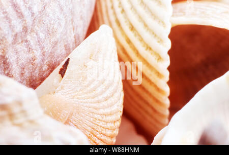 L'intérieur de la plage d'été de la mer sur la mer du Sud. Morceaux de coquillages et Pierres roulées close-up. La mer qui nous reste en fait Banque D'Images