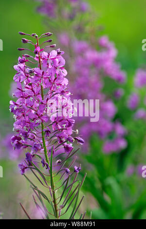 Simple Tige de l'Épilobe à fleurs aussi appelé rosebay willowherb|Weidenroeschen bluehend,Nahaufnahme Banque D'Images