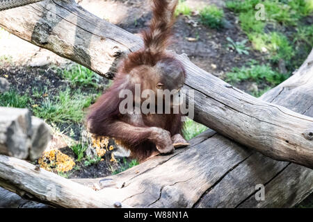 L'orang-outans singes jouant avec du bois de sciage dans un zoo Banque D'Images