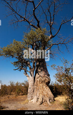 Baobab qui ont sa malle les dégâts causés par les éléphants à Moremi, Botswana Banque D'Images