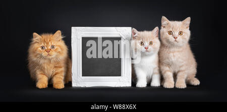 Rangée de 3 British Longhair court et chatons chat, assis à côté de l'autre et d'un tableau rempli cadre photo. En regardant la caméra. Isolé sur un bla Banque D'Images