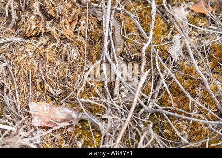 Vipère (Vipera berus) être né - Nouveau-né (nouveau-né) snake se libérer de la naissance ou de sac amniotique sur la lande à Surrey, UK, au cours du mois d'août. Banque D'Images