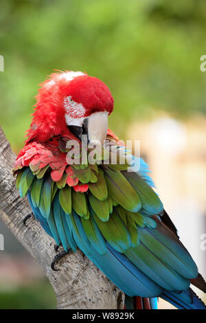 Perroquet ara rouge ara - oiseaux colorés, assis sur la branche. Banque D'Images