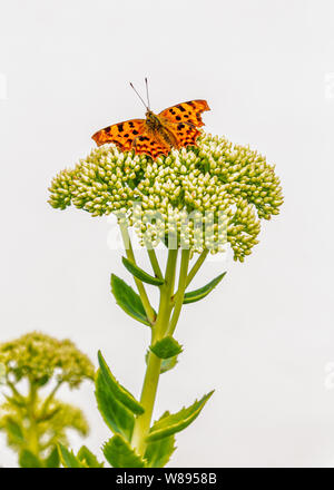 Virgule papillon sur une plante contre un mur blanc. Banque D'Images