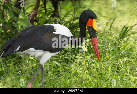 Bird : close up of a saddle-billed stork à la recherche de nourriture, Kruger National Park, Afrique du Sud Banque D'Images