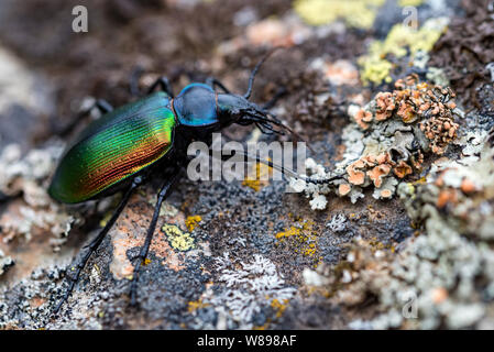 Galosoma rares sycophanta bettle sur mousse couverts stone close up Banque D'Images