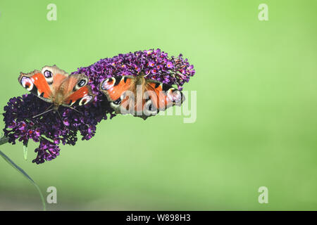 Deux papillons paon buddleia sur une fleur. Banque D'Images