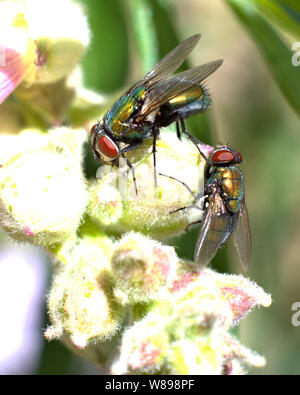 2 vole sur des boutons de fleurs. Banque D'Images