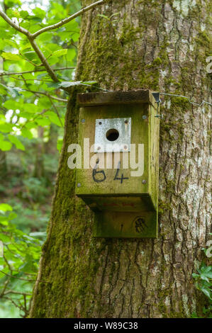 De nichoirs artificiels pendus dans le Dartmoor National Park Banque D'Images