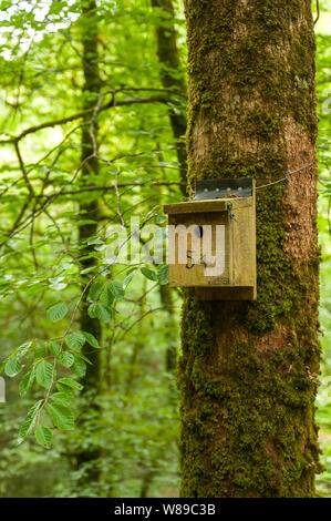 De nichoirs artificiels pendus dans le Dartmoor National Park Banque D'Images