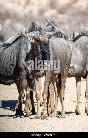 Le Gnou bleu dans la savane du Kalahari Banque D'Images