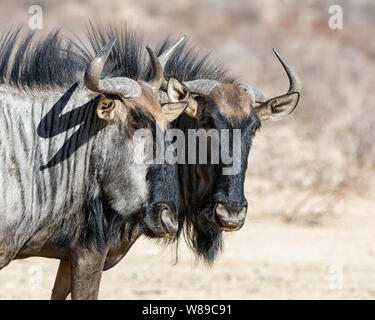 Le Gnou bleu dans la savane du Kalahari Banque D'Images