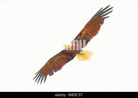 American Eagle flying avec de larges ailes ouvertes, dessin d'art, concept de la faune et la nature pure. Banque D'Images