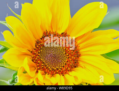 Gros plan d'une seule tête de tournesol Banque D'Images