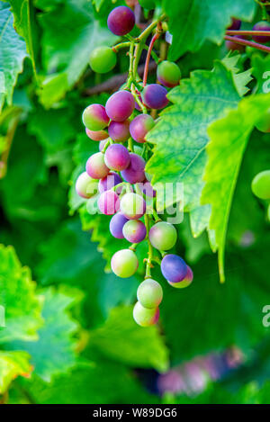 Raisin et mûrissent sur la vigne Banque D'Images